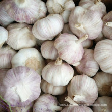 Frischer roter Knoblauch Top-Qualität, frischer normaler weißer Knoblauch